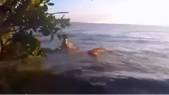 音乐短片 - The reality of true mermaid video highlights