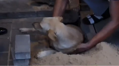 原创 - Man dug out from under the floor tile a dog