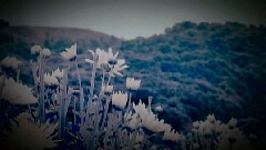 张敬轩 - 他的故事