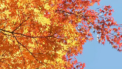 Lonely Autumn