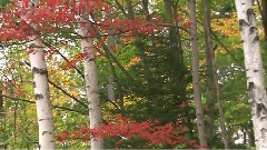 风景 - Down By The Sally Garden