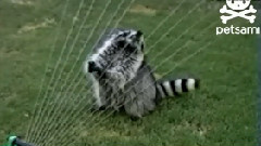 搞笑音乐 - Raccoon Plays Sprinkler Harp