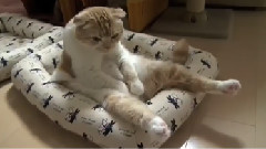 搞笑音乐 - Cats Want Their Questions Answered