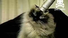 搞笑音乐 - Cat Loves Having His Head Vacuumed