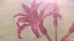 王菲 - 彼岸花