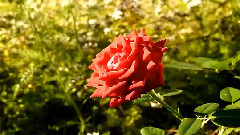 Chris De Burgh - I Will