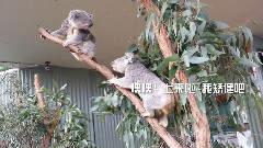 EXO-M,EXO - Kris路过画报楼生日献礼 krisala奇遇记