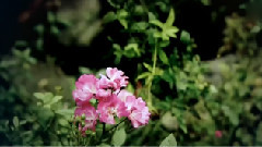 胡歌,刘亦菲 - 醉流年