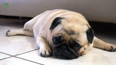 搞笑音乐 - Ultimate Pug Video Compilation 2013