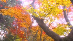 音乐短片,风景 - 林间爱晚
