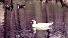 Ronnie Bingaman - Konova Slider Reel