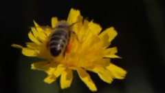 Honeybee Hullaballoo