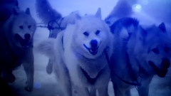 David Guetta,Sia - She Wolf
