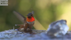 Slow motion Hummingbirds