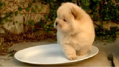 搞笑音乐 - Chow Puppy Can't Get Out Of Bowl