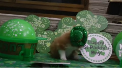 Чаровно коте с шапка