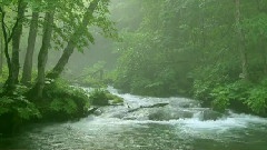 轻音乐 - The Forest In Japan