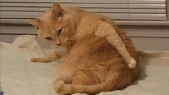 搞笑音乐 - Fat Cat Scratches Butt