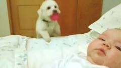 搞笑音乐 - Bouncing Puppy Loves Baby