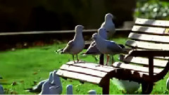 Joanie Madden - Down By The Salley Gardens