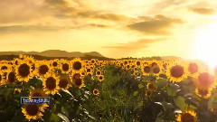 Leo Rojas - Fields Of Gold