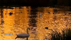 New - Pakarina - Armonia Song