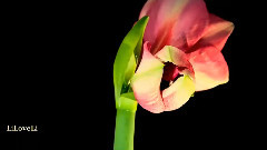 New - Armik - Rosas Del Amor