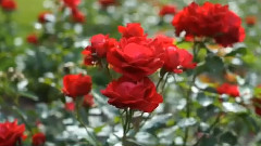Paradise Flowers