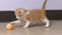 6 Things You Didn't Know About Cats