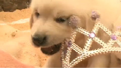 Pretty Golden Retriever Puppy Is A Pretty Princess