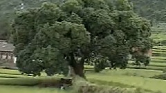 关牧村 - 一支难忘的歌