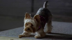 Ashley Tisdale,影视原声 - My Boi And Me