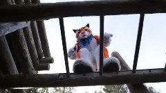 模仿翻唱 - Fursuit Parkour With Ticer