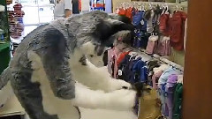 模仿翻唱 - Furries At Pet Smart
