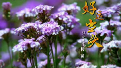 何苗 - 好运当头