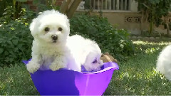 A Bowl Full Of Puppy