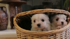How Many Maltese Puppies Are Inside This Basket