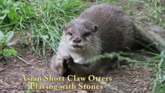 搞笑音乐 - Cute Otters Playing With Stones And Squeaking