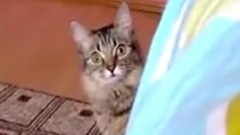 搞笑音乐,音乐短片 - 惊吓的猫咪