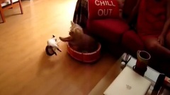 搞笑音乐,音乐短片 - 小贱猫