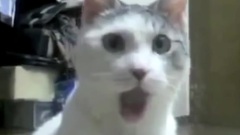 音乐短片,搞笑音乐 - Best Funny Cat Videos Compilation 2013