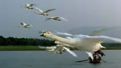 轻音乐 - Together We Fly