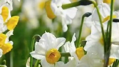 Andre Rieu - Nachtigall Serenade