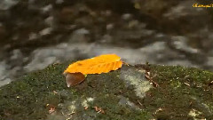 Chris Spheeris - Enchantment