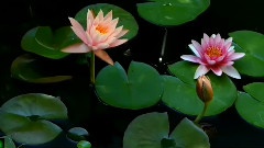 Bandari,轻音乐,音乐短片 - 忧郁的爱