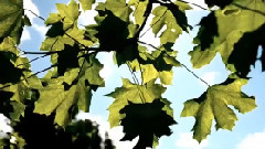 Andre Rieu - Nightingale Serenade (Toselli Serenade)
