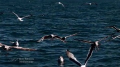 Chris Spheeris - Mediterraneo