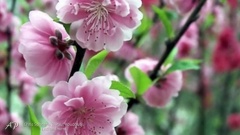 Chris Spheeris - Enchantment
