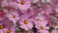 音乐短片,Richard Clayderman - 野花