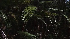 轻音乐 - Summer Of